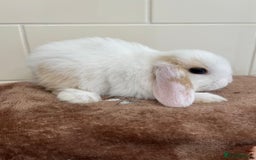 Mini Lop rabbits for sale: Beautiful friendly litter of mini lops for sale  - Image 10