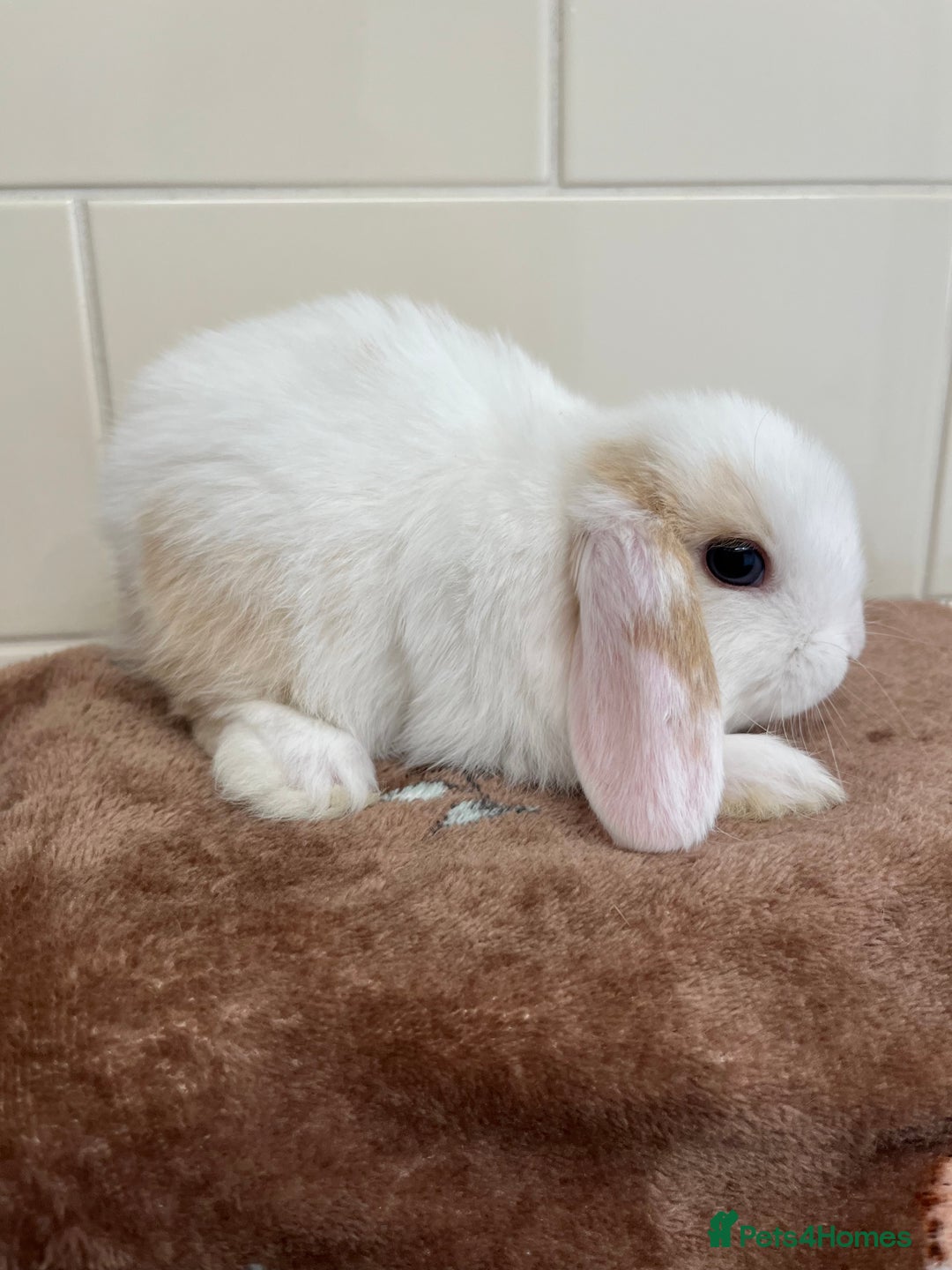 Mini Lop rabbits for sale: Beautiful friendly litter of mini lops for sale  - Image 10