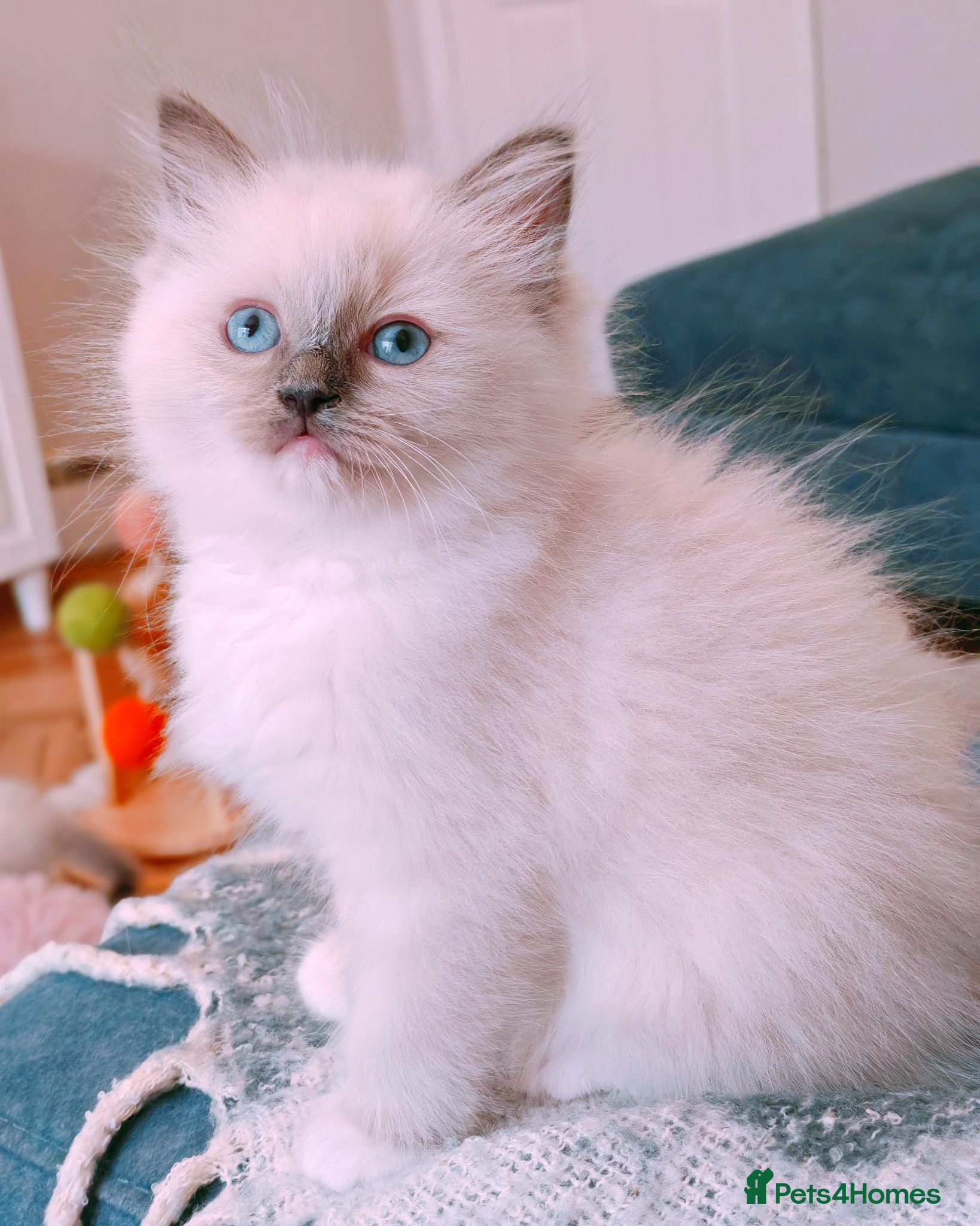 Ragdoll cats Raised with Love, looking for forever homes 🏠❤️ - Advert 8