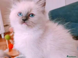 Ragdoll cats Raised with Love, looking for forever homes 🏠❤️ - Advert 8