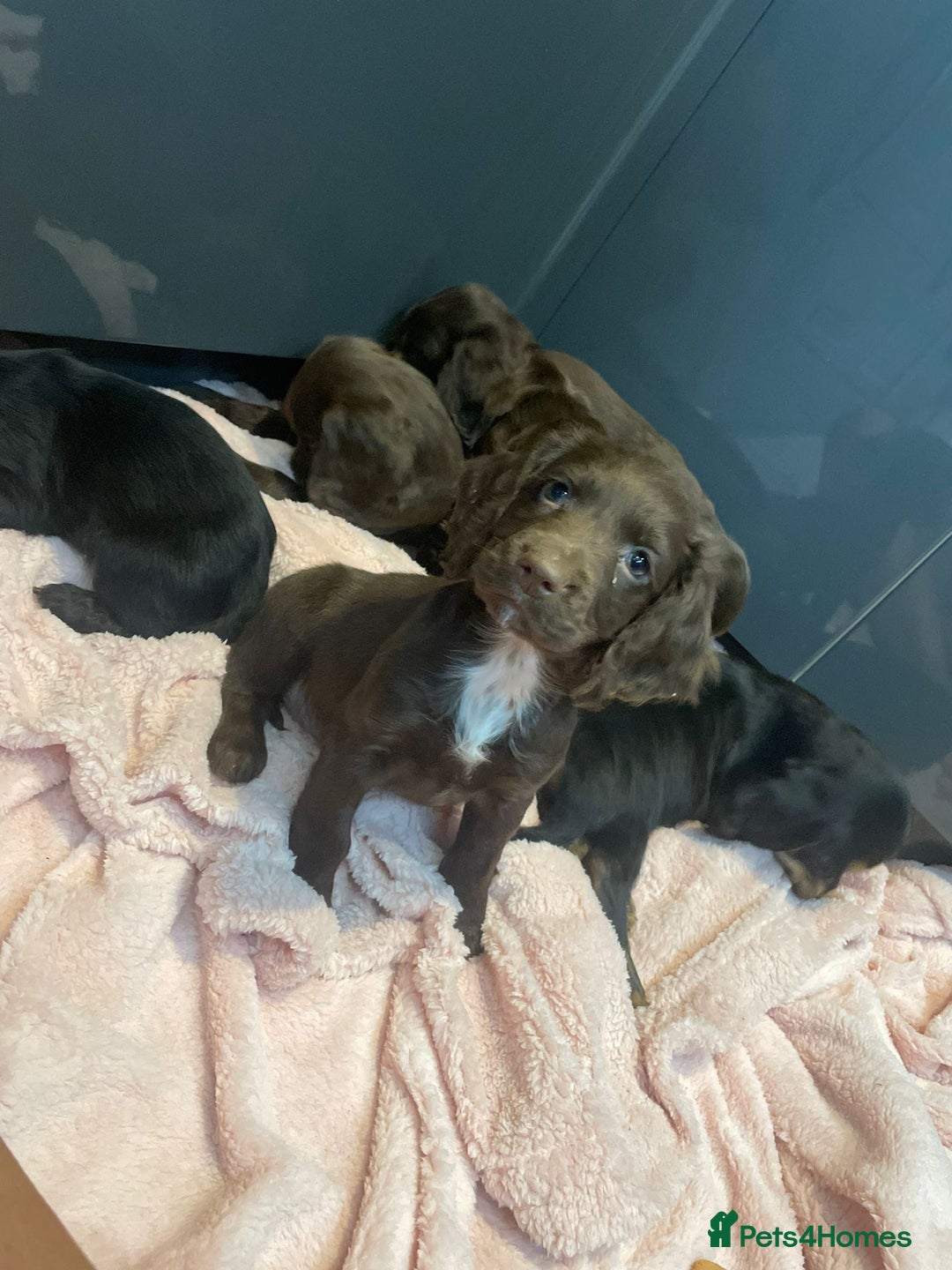Cocker Spaniel dogs for sale: Cocker spaniel puppies - Image 6
