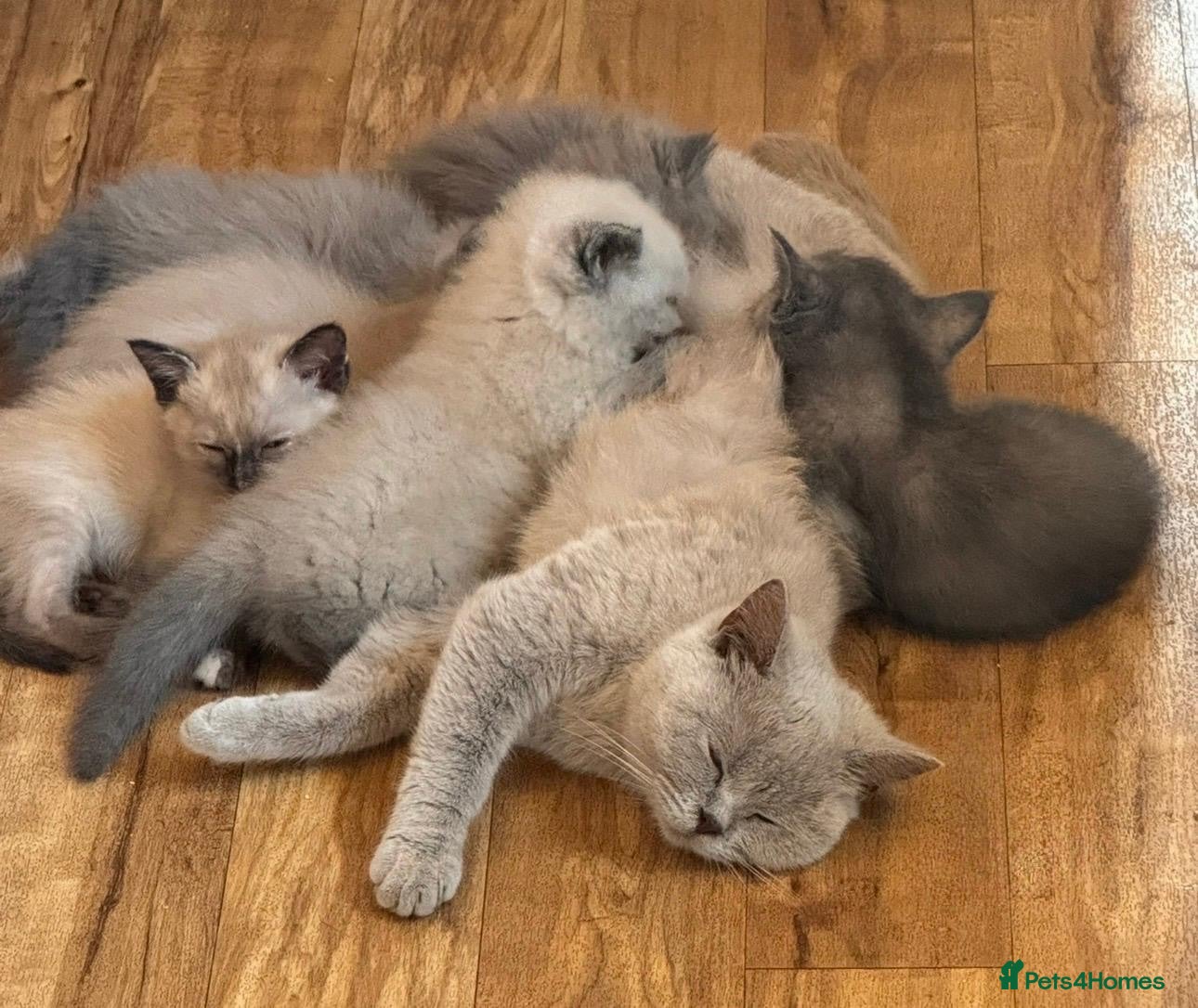 British Shorthair cats Gorgeous Pedigree BSH x Persian ready to go now - Advert 2