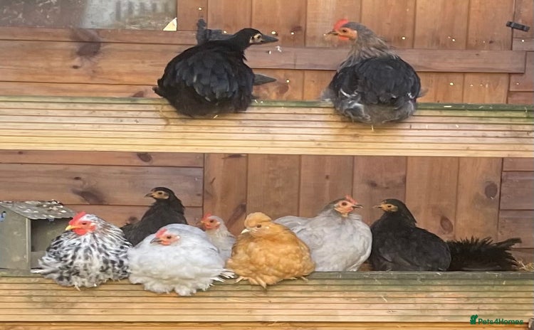 Chickens poultry Pekin Bantam Hens & Cockerels - Advert 2