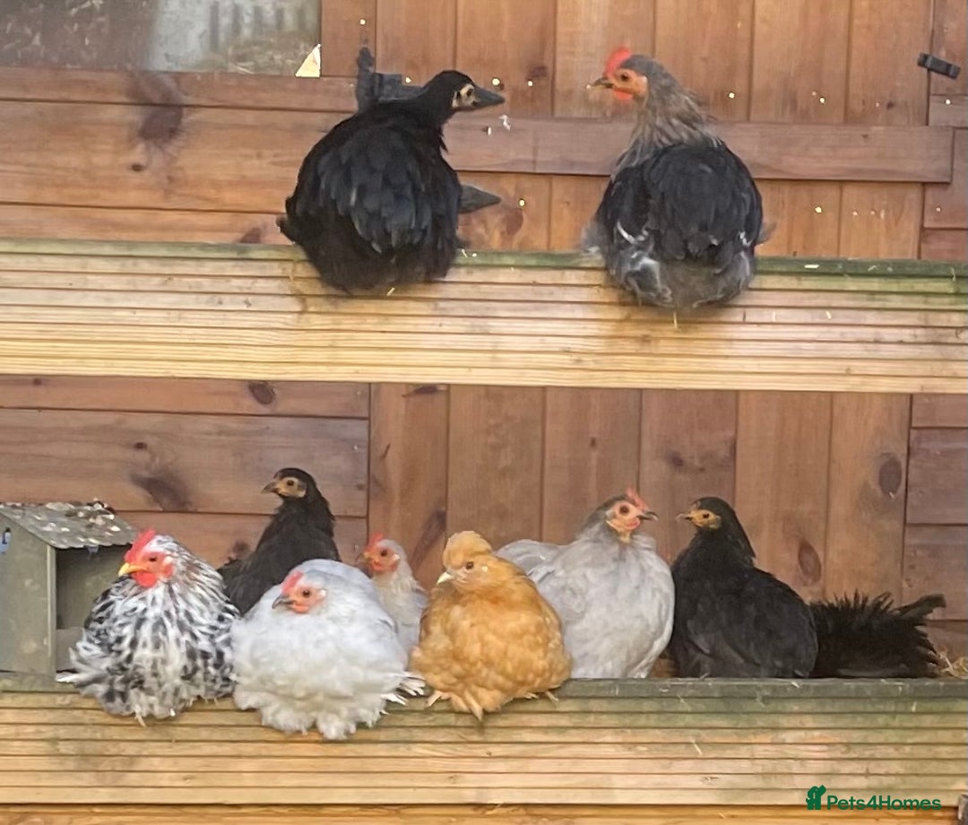 Chickens poultry for sale: Pekin Bantam Hens & Cockerels - Advert 1