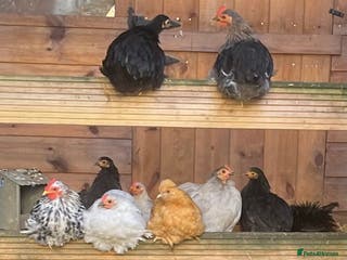 Chickens poultry Pekin Bantam Hens & Cockerels - Advert 6