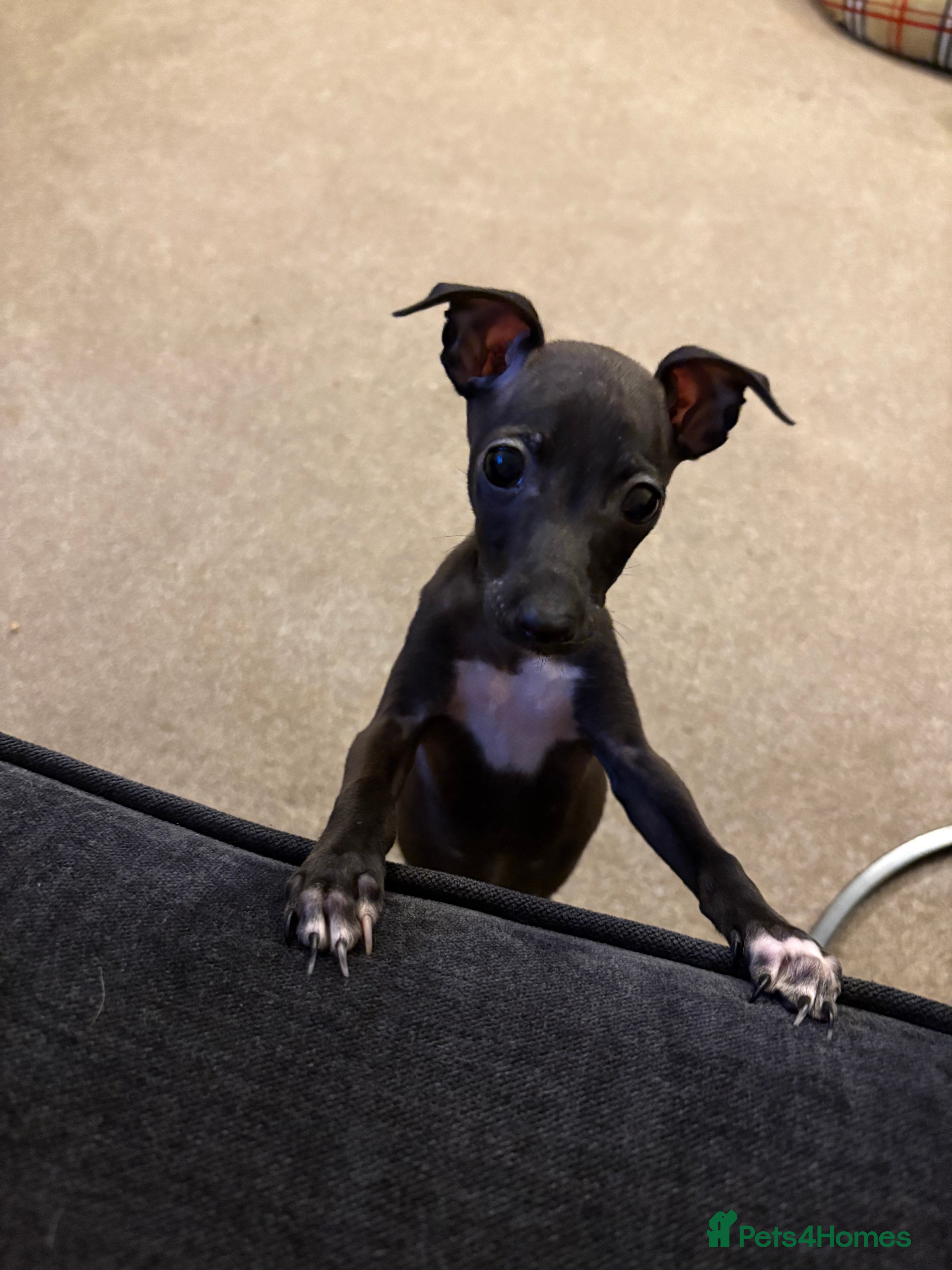 Italian Greyhound dogs KC Italian Greyhound Puppies  - Advert 1