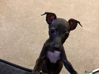 Italian Greyhound dogs KC Italian Greyhound Puppies - Advert 10