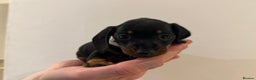 Miniature Dachshund dogs for sale: KC registered miniature dachshunds - Advert 17