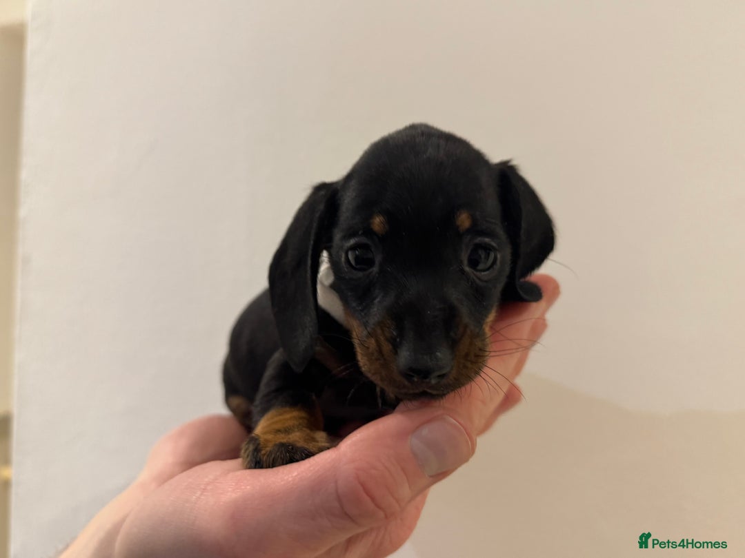 Miniature Dachshund dogs for sale: KC registered miniature dachshunds - Advert 17