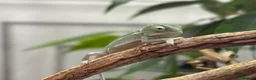 Chameleon reptiles for sale: Yemen Chameleon Babies ✅ 🦎 in Dunmow - Advert 4