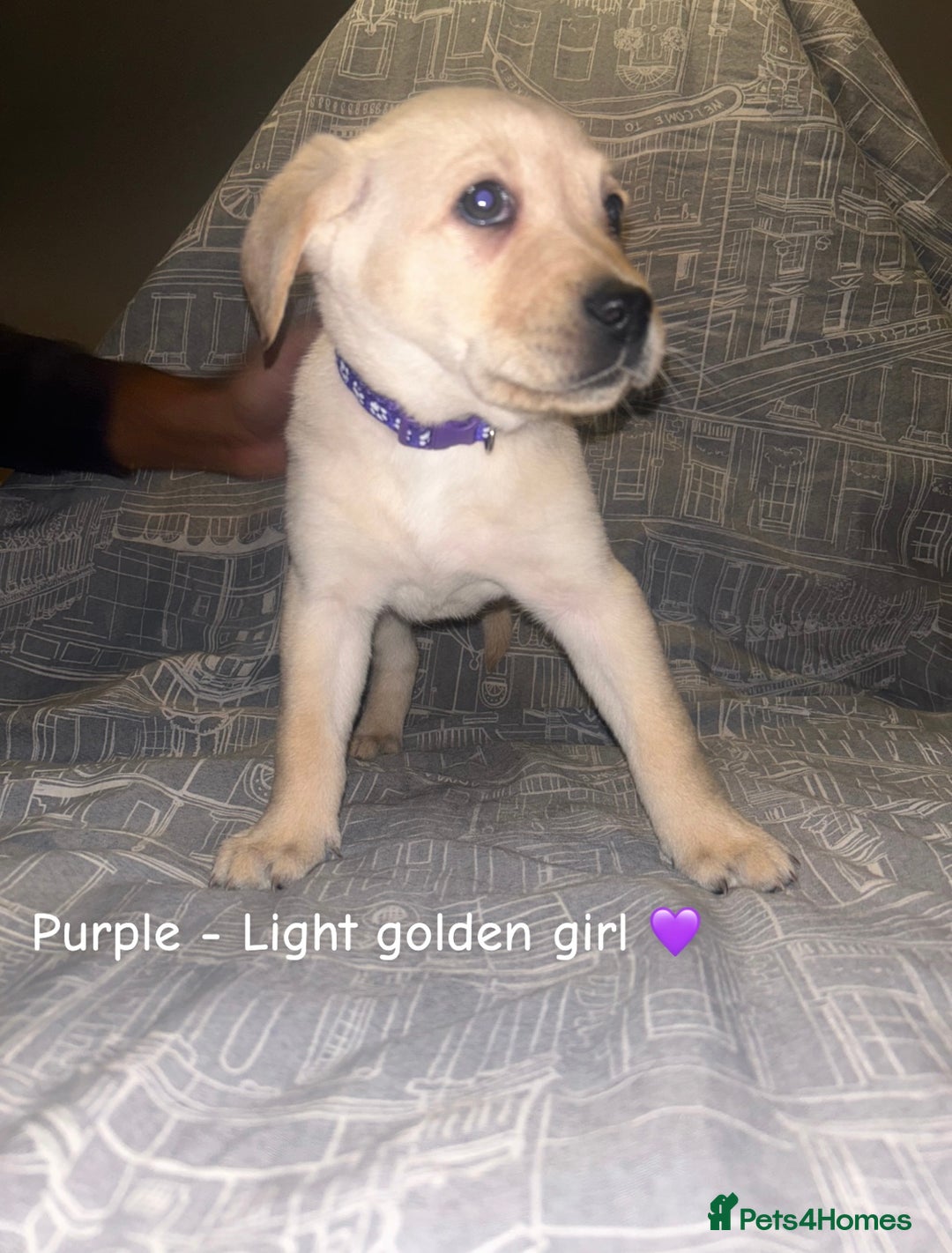 Labrador Retriever dogs for sale: 8 Labrador puppies for sale 🤍 - Advert 15