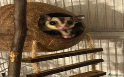 Sugar Glider rodents for sale: 2 female sugar gliders for sale - Image 2