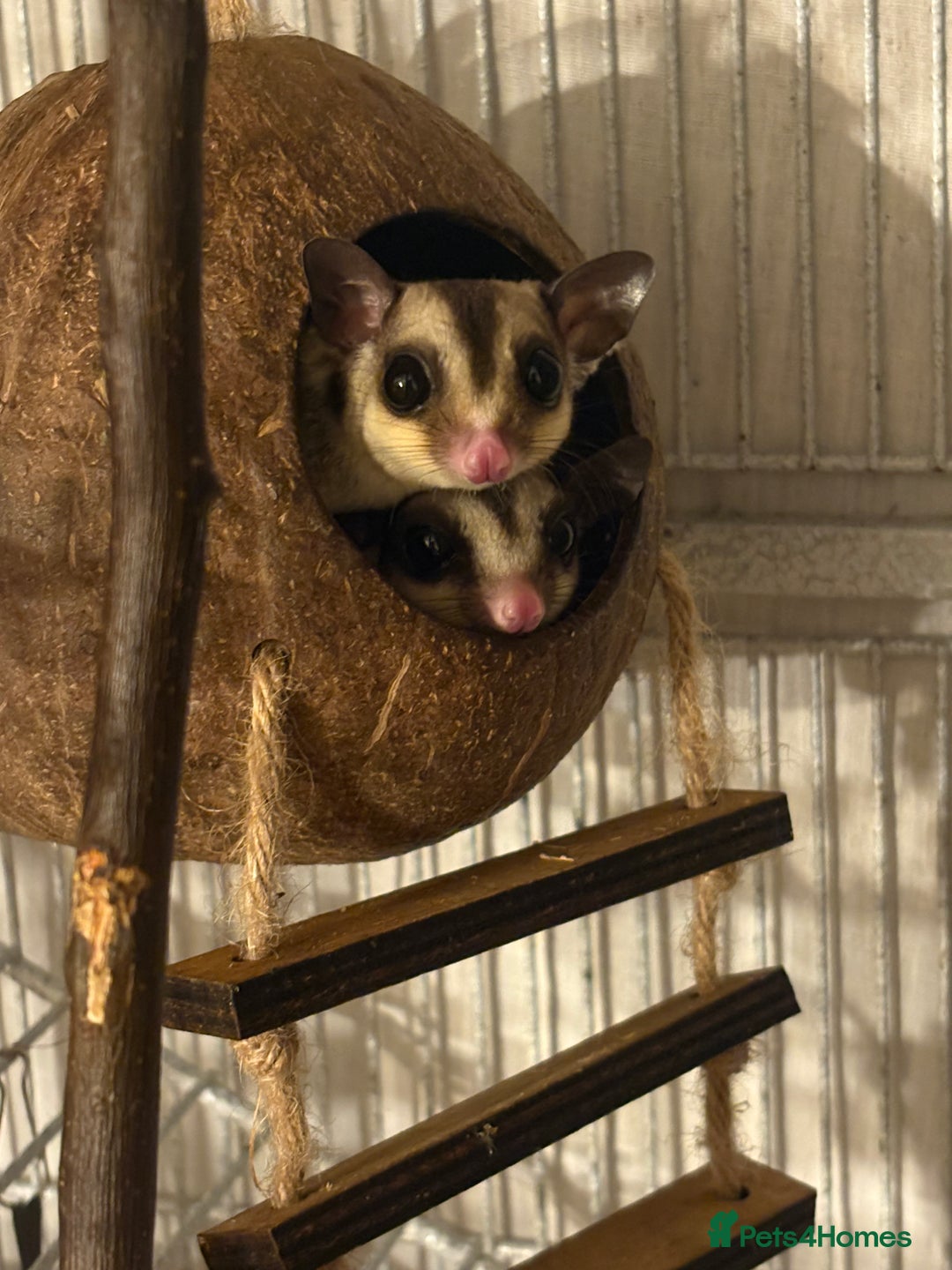 Sugar Glider rodents for sale: 2 female sugar gliders for sale - Image 2