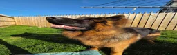 German Longhaired Pointer dogs for stud: 2 years old German Shepherd  - Advert 9