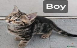 Mixed Breed cats for sale: Beautiful kittens for sale  - Image 1