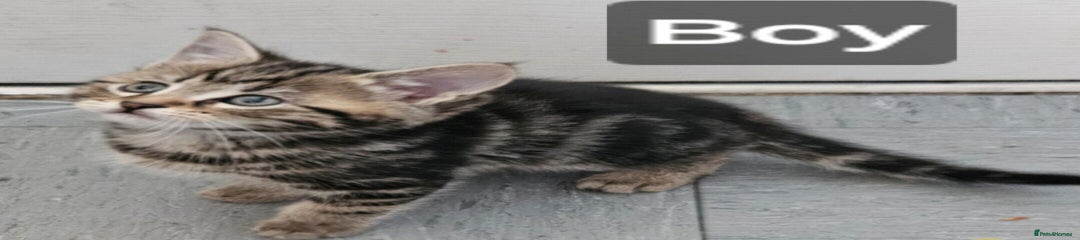 Mixed Breed Kitten 2