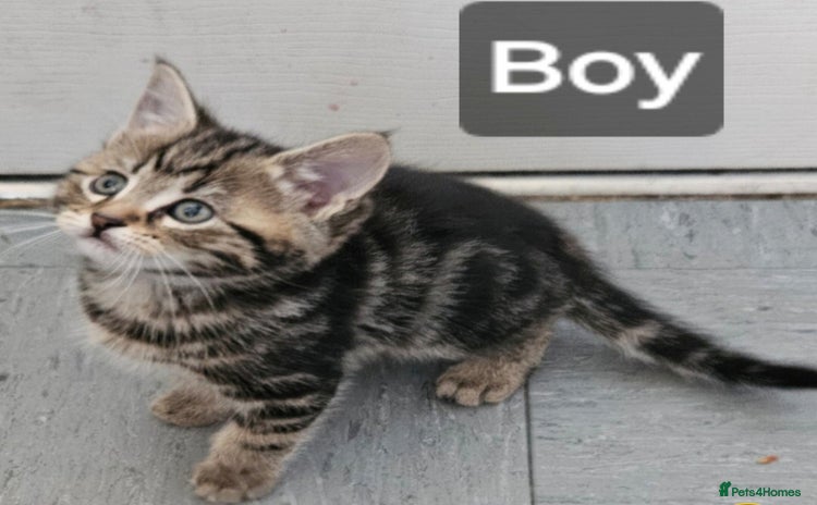 Mixed Breed cats - Advert 2