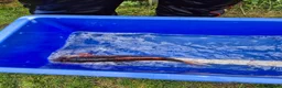 Koi Carp fish for sale: Pond clearance - Advert 6