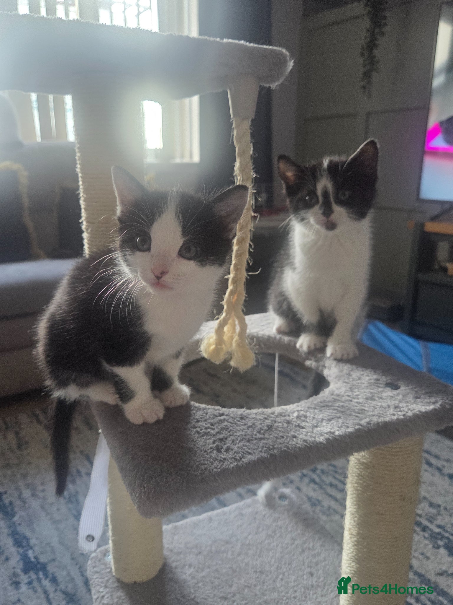 Mixed Breed cats 1 male and 1 female kitten - Advert 3