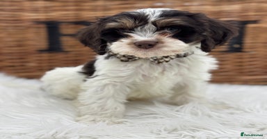 Cavapoo dogs - Advert 9
