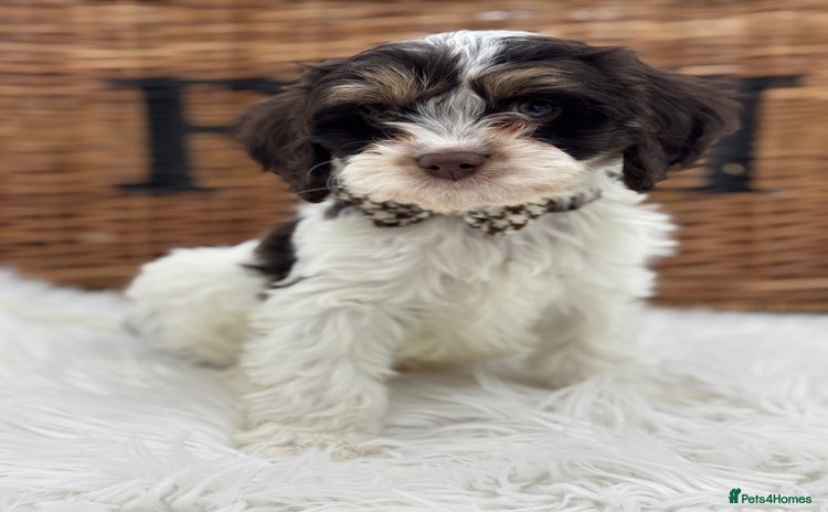 Cavapoo dogs - Advert 16