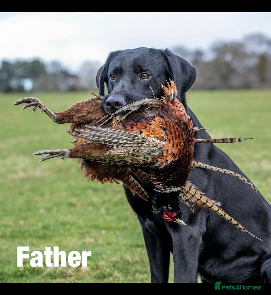 Labrador Retriever dogs for sale: 8 Outstanding KC Labrador Retriever Puppies - Advert 7