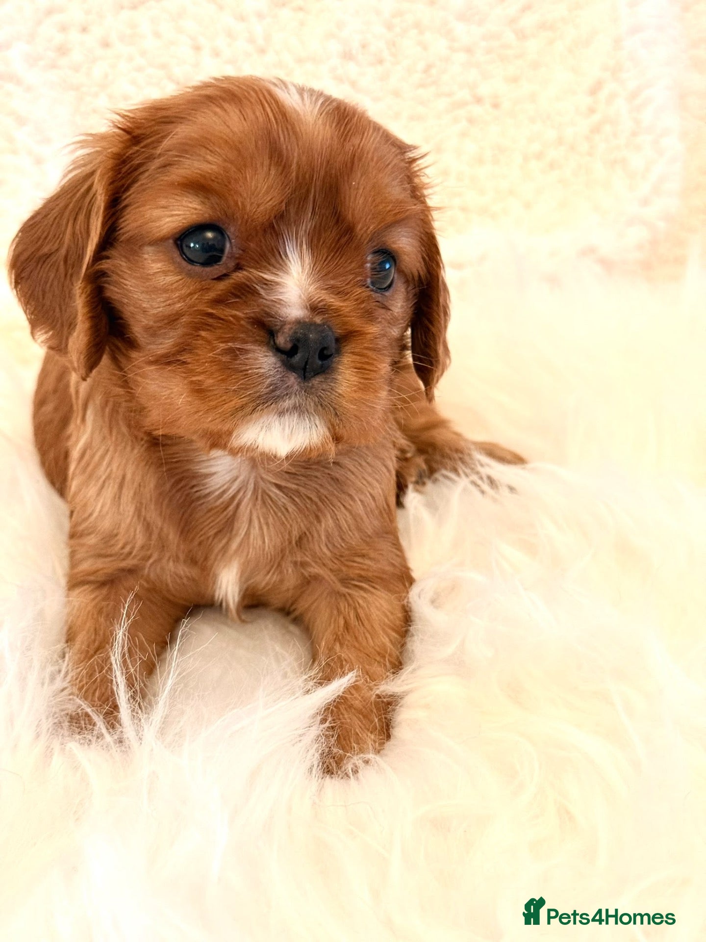 Cavalier King Charles Spaniel dogs ⭐️Gorgeous KC Chocolate Carrier Cavaliers⭐️ - Advert 2