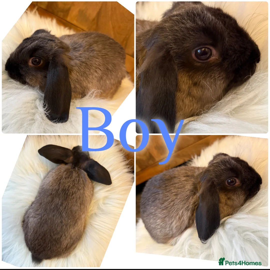 Mini Lop rabbits for sale: Beautiful Baby Mini Lop Rabbits Ready To Go 8wks - Advert 4