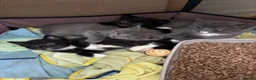 Russian Blue cats for sale: Russian Blue x kittens - Advert 7