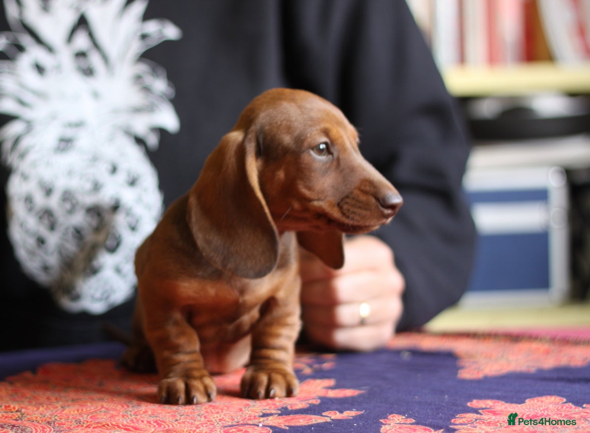 Miniature Dachshund dogs KC reg miniature wirehaired Dachshunds, Ready now - Advert 2