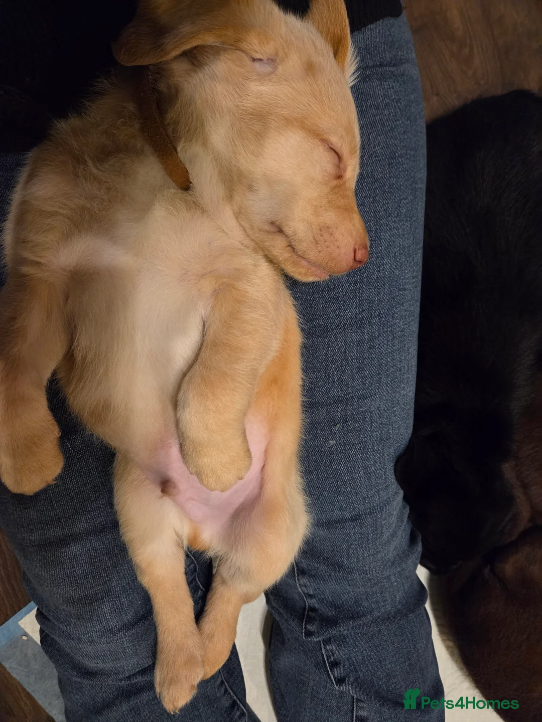 Labrador Retriever dogs for sale: Gorgeous labrador pups (one white golden boy left) - Advert 2