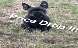 French Bulldog dogs for sale:  Last 2 puppies for  700 !!!   💕🐶 in Swansea - Image 1