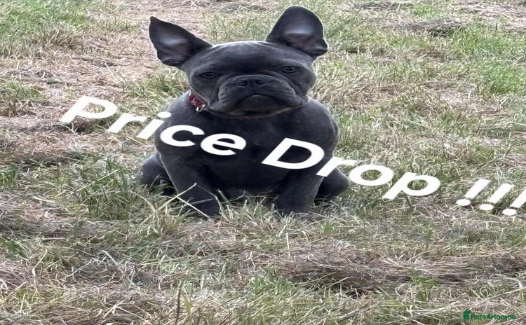 French Bulldog dogs in Swansea - Advert 3
