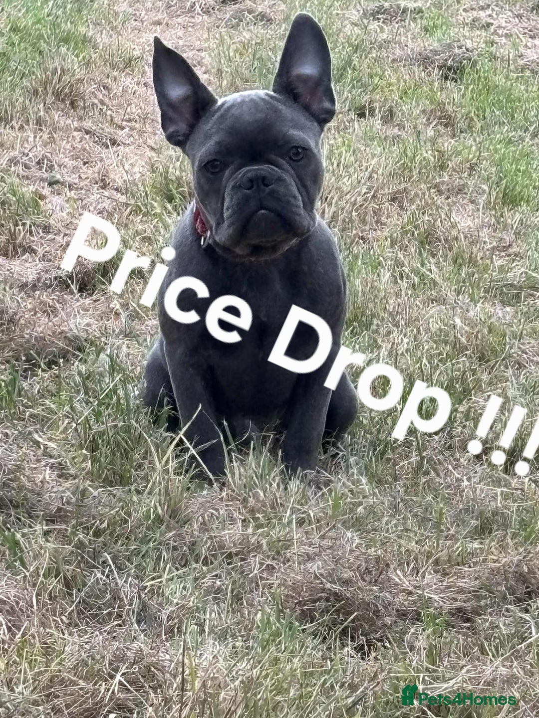 French Bulldog dogs for sale:  Last 2 puppies for  700 !!!   💕🐶 in Swansea - Image 1