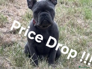 French Bulldog dogs in Swansea - Advert 13