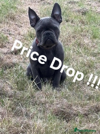French Bulldog dogs in Swansea - Advert 16