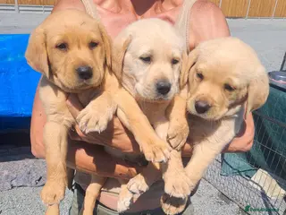Labrador Retriever dogs Labrador Puppies - Advert 6