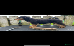 Airedale Terrier dogs for sale: Airedale Terrier Puppy 9 - Quality Airedale terrier pups - Image 18