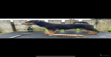 Airedale Terrier dogs - Advert 3