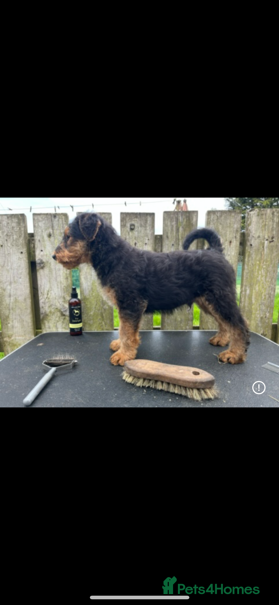 Airedale Terrier dogs for sale: Airedale Terrier Puppy 9 - Quality Airedale terrier pups - Image 18