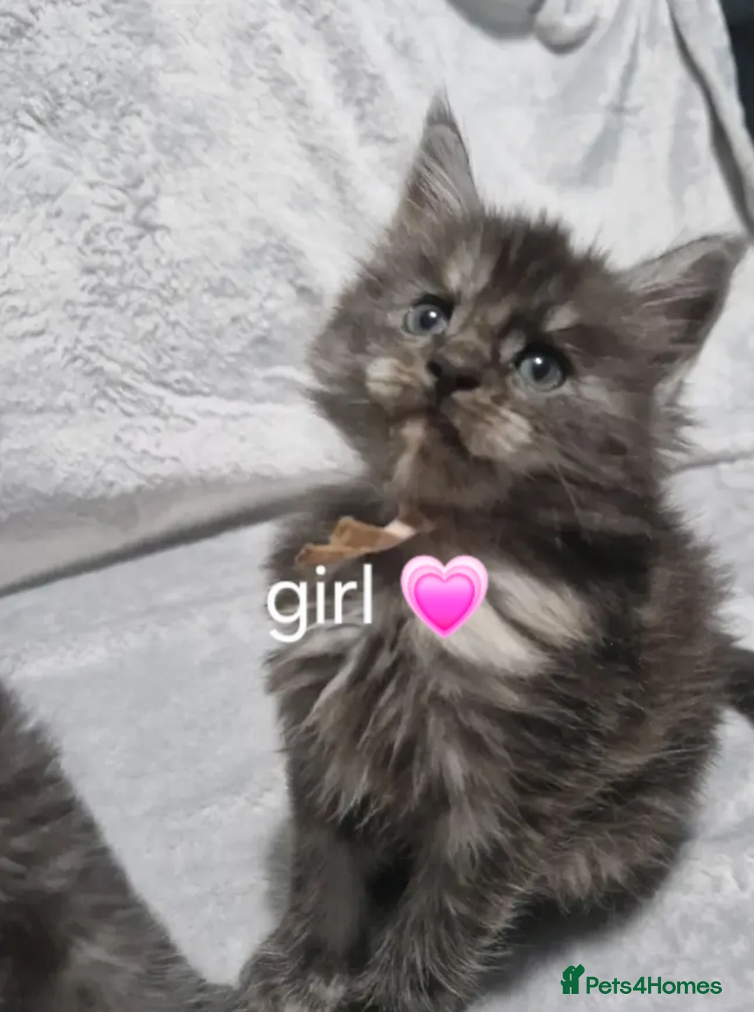 Maine Coon cats for sale: Beautiful Maine Coon Kittens available  - Advert 5