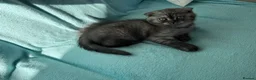 Scottish Fold cats for sale: Scottish fold , British shorthair  - Advert 4