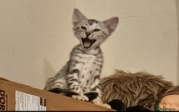 Bengal cats for sale: Bengal Mix Kittens High % Wild Asian Leopard Cat  - Image 10
