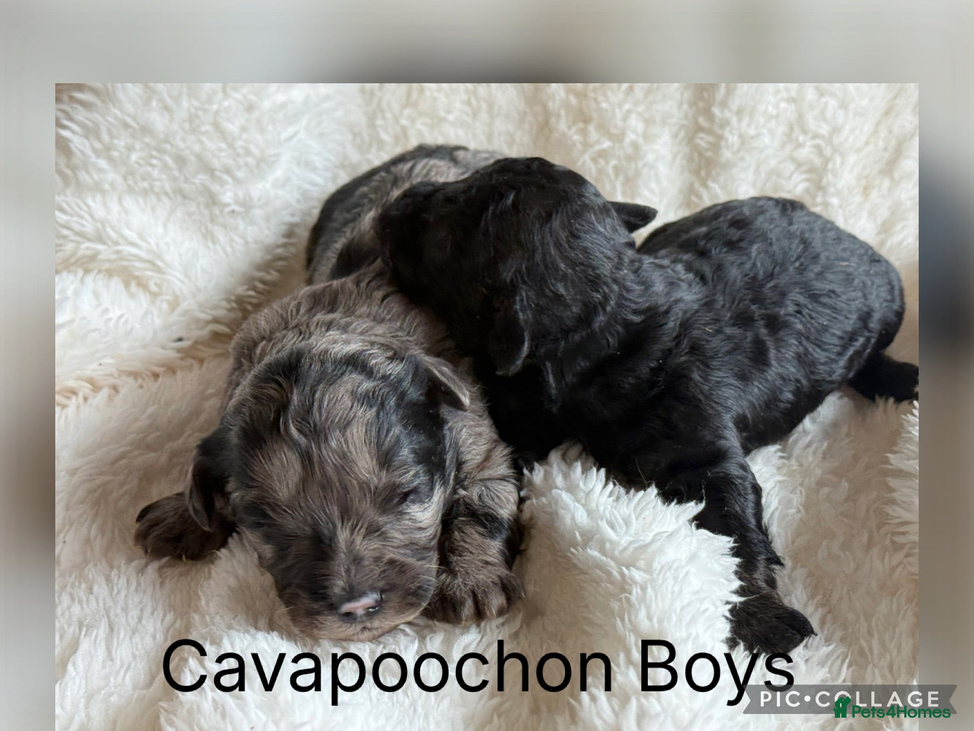 Cavachon dogs Stunning Cavapoochon  - Advert 1