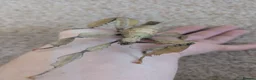 Stick Insects invertebrates for sale: Macleays Spectre/Giant Prickly Stick Insect Eggs - Advert 7
