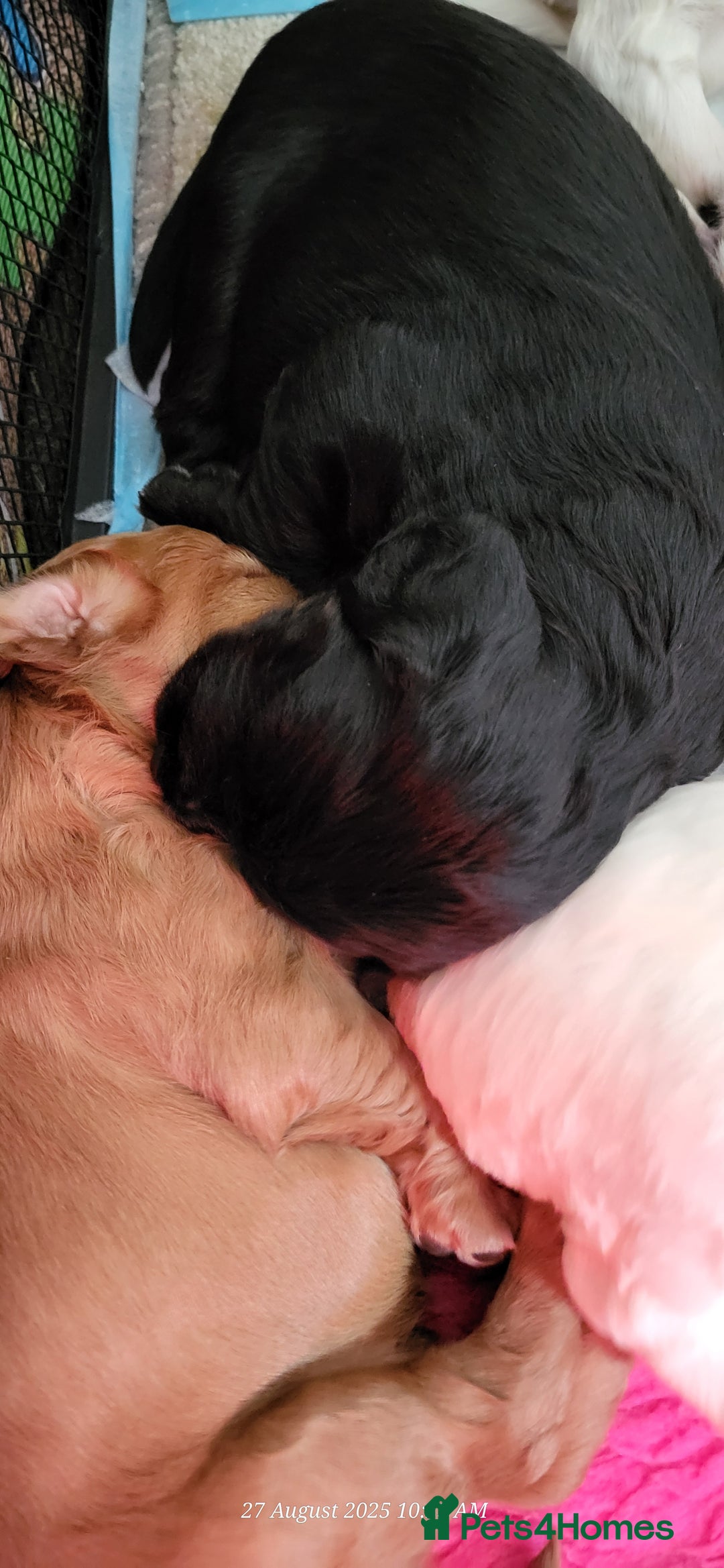 Cocker Spaniel dogs for sale: Health tested stunning litter of 6 - Image 11
