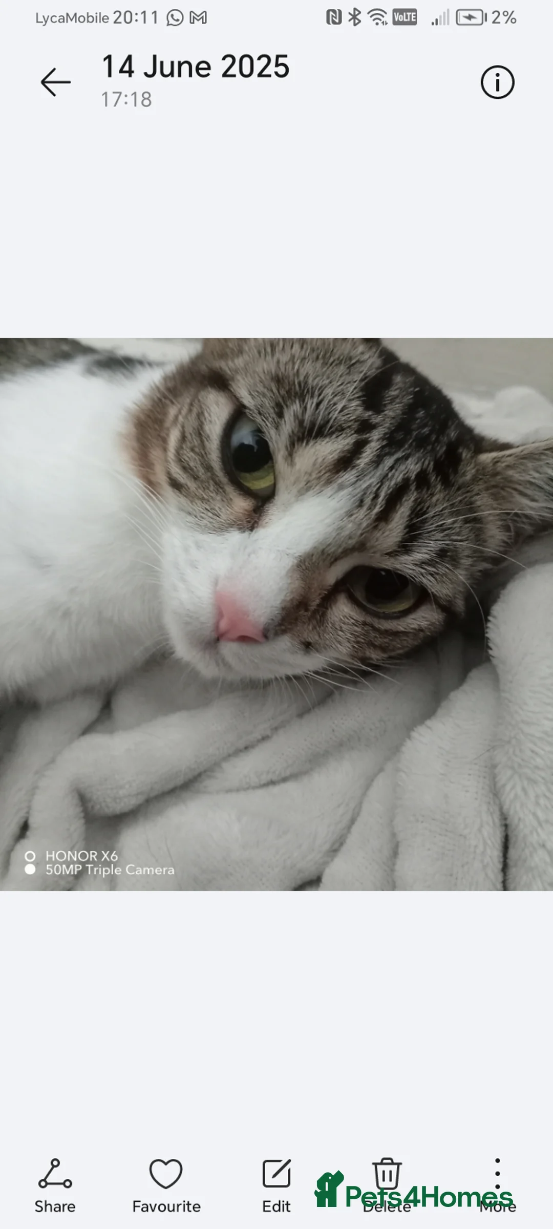 British Shorthair cats for sale: Lovely cat - Advert 2