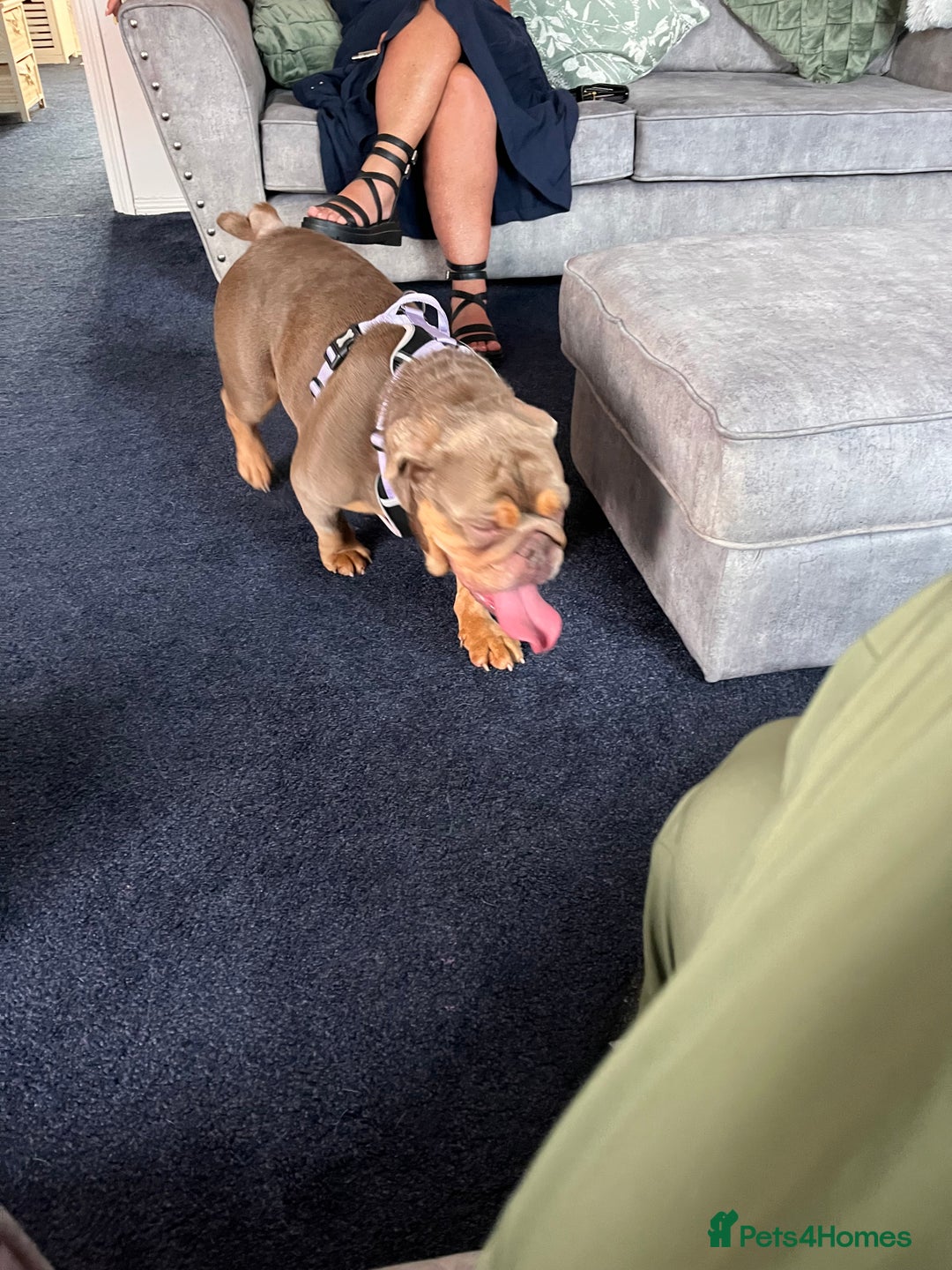 Old Tyme Bulldog dogs for sale: Beautiful Bulldog - Image 2