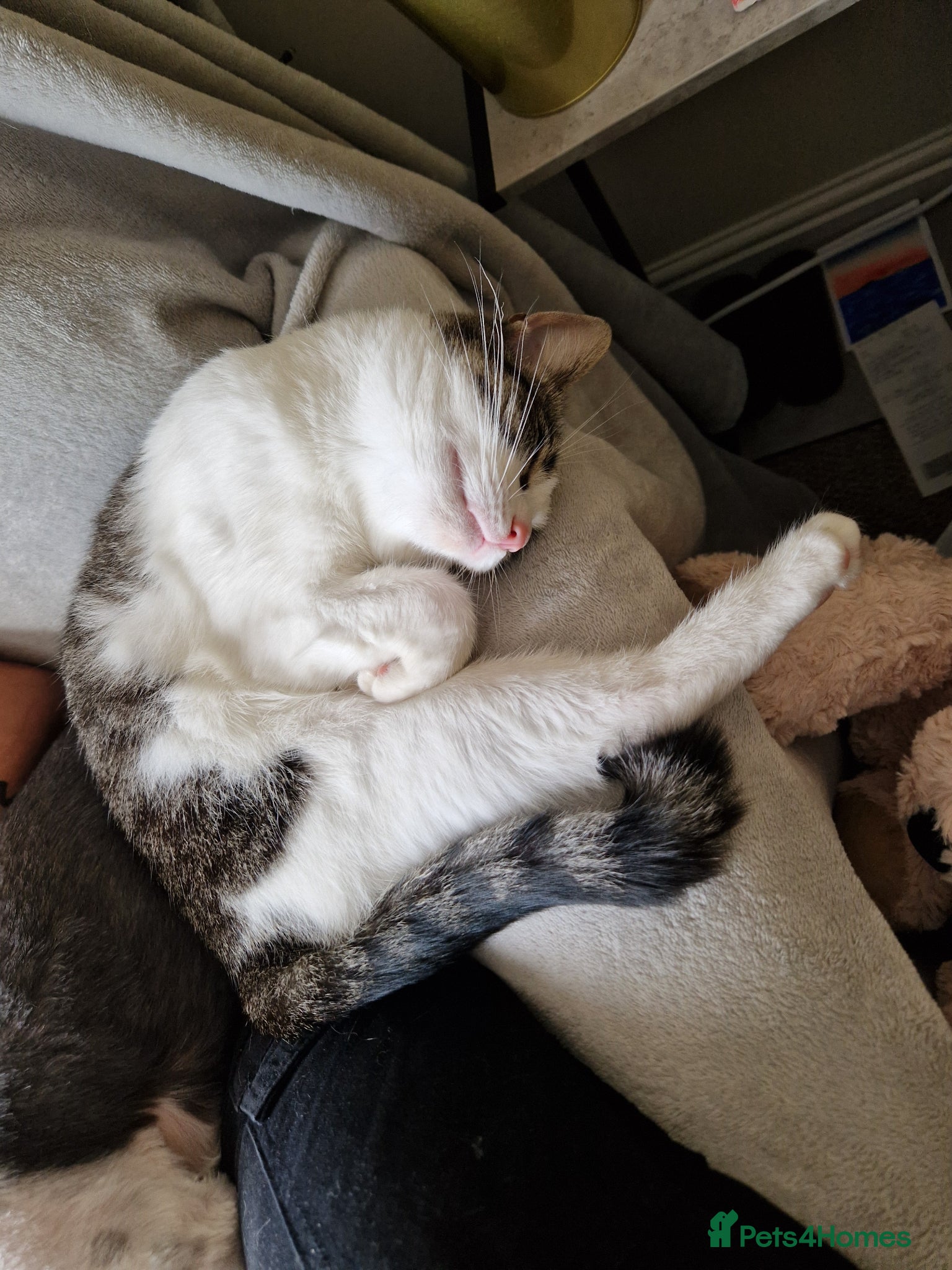 Domestic Shorthair cats for sale: Beaux in Wellingborough - Advert 3