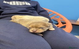 Chihuahua dogs for sale: Chihuahua puppies  - Image 14